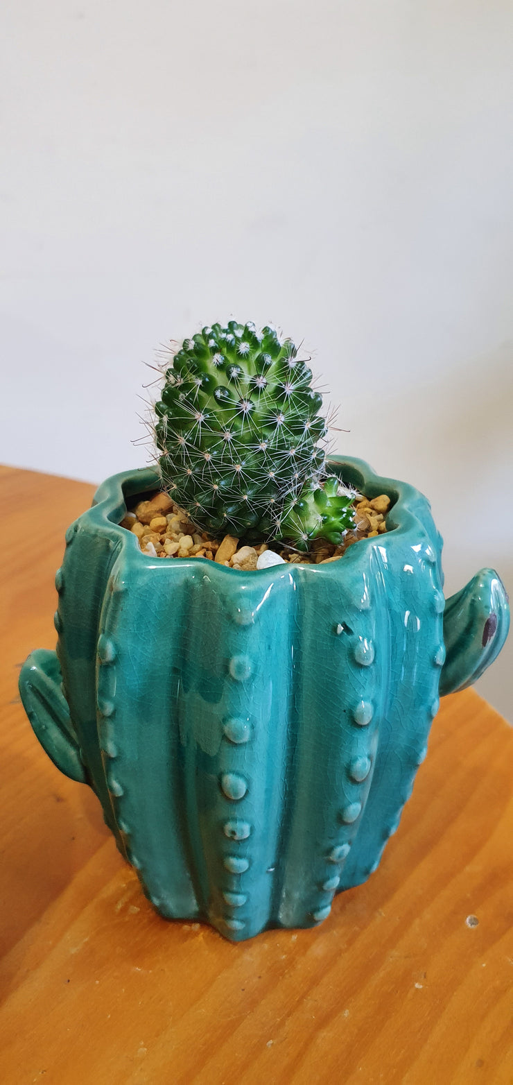 Cactus Ceramic Pot x 2 sizes