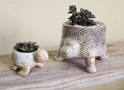 'Timmy' the Turtle Planter