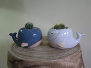 'Wendy' the Whale Planter