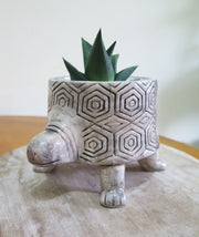 'Timmy' the Turtle Planter