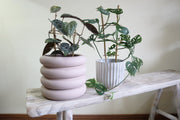 Four Ring Pot 'Soft Pink' w/saucer x 2 sizes